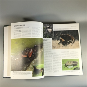 Секреты природы. Ридерз Дайджест, 1999-й г. 001386 - фото 10688