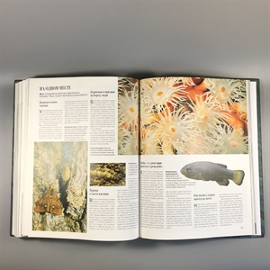 Секреты природы. Ридерз Дайджест, 1999-й г. 001386 - фото 10693