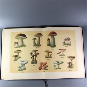 Книга о вкусной и здоровой пище, Пищепромиздат, Москва, 1955 г. 002050 - фото 24151